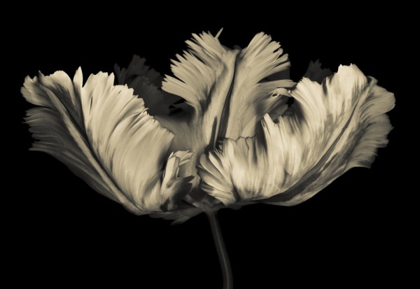 Monochrome Parrot Tulip