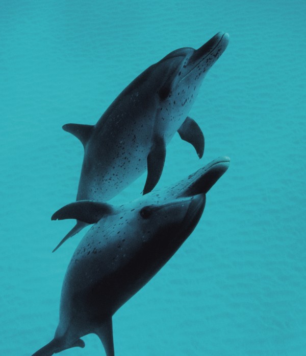 Wild Spotted Dolphin
