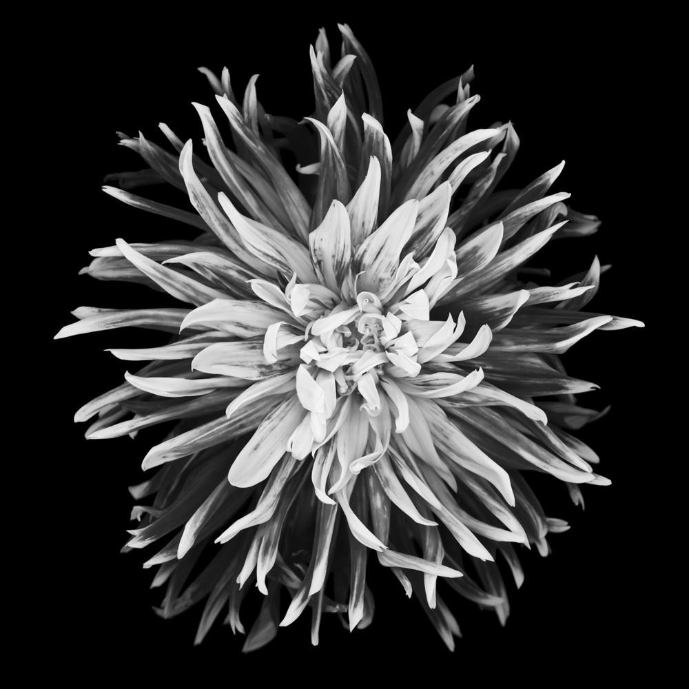 Monochrome Dhalia With White Centre