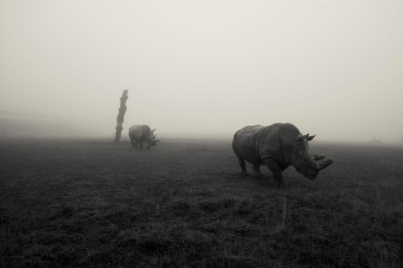 Rhinos