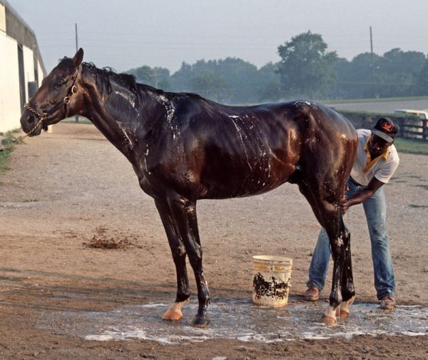 Horse Bath