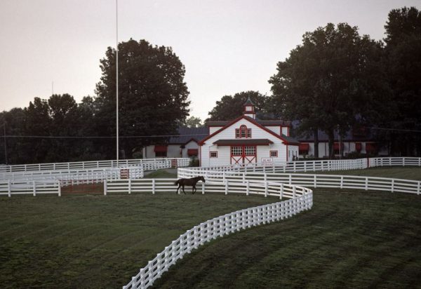 Horse Paddock