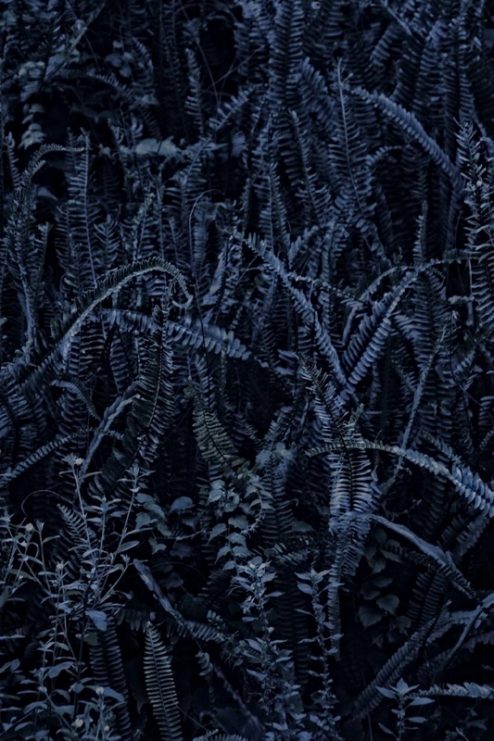 Dark Fern