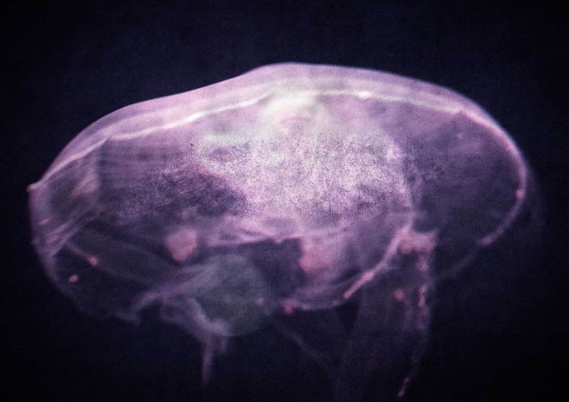 The Dreaming 1 The Dreaming