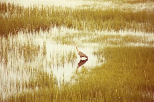 Massachusetts Heron